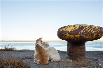 残念すぎるネコ写真展