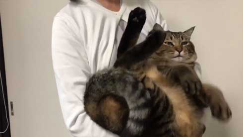 巨大 猫 ご満悦 抱っこ 巨猫 デカ ぺろ