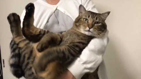 巨大 猫 ご満悦 抱っこ 巨猫 デカ ぺろ