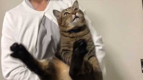 巨大 猫 ご満悦 抱っこ 巨猫 デカ ぺろ