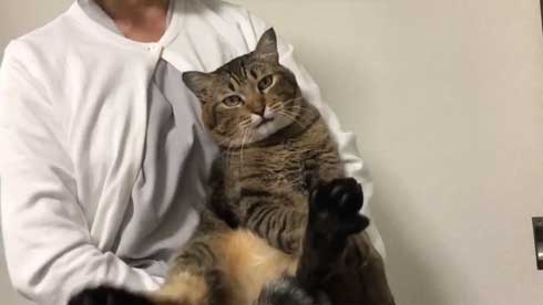 巨大 猫 ご満悦 抱っこ 巨猫 デカ ぺろ