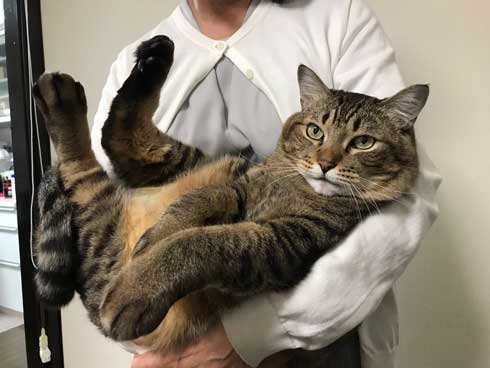 巨大 猫 ご満悦 抱っこ 巨猫 デカ ぺろ