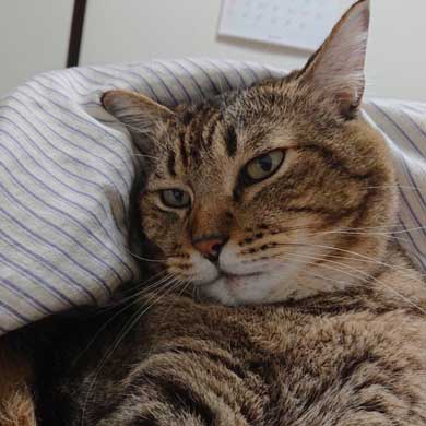 巨大 猫 ご満悦 抱っこ 巨猫 デカ ぺろ