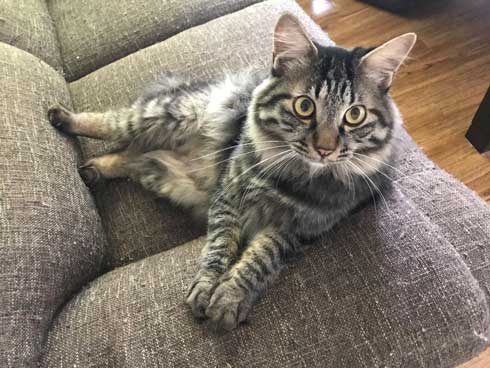 巨大 猫 ご満悦 抱っこ 巨猫 デカ ぺろ