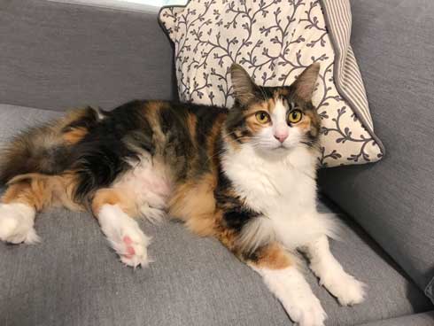 巨大 猫 ご満悦 抱っこ 巨猫 デカ ぺろ