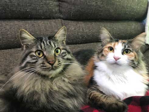 巨大 猫 ご満悦 抱っこ 巨猫 デカ ぺろ