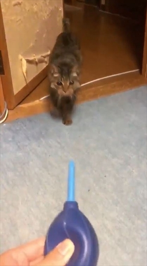 猫の空くん