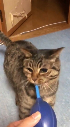 猫の空くん