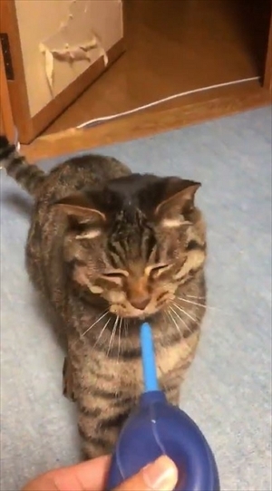 猫の空くん