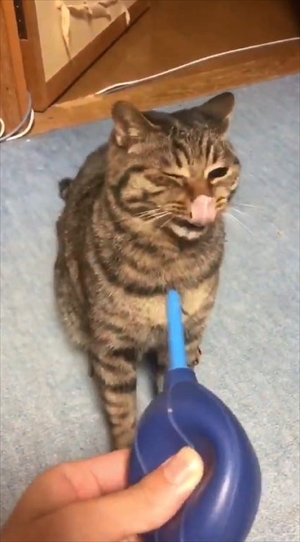 猫の空くん