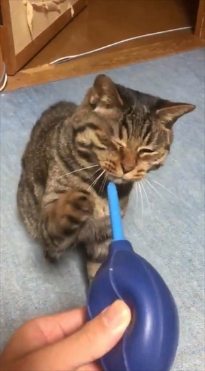 猫の空くん