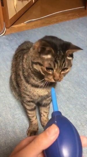 猫の空くん