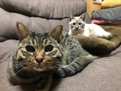 猫の空くん