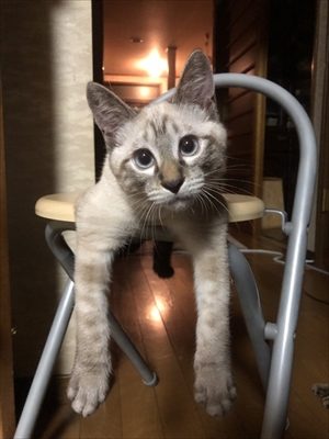 猫の空くん