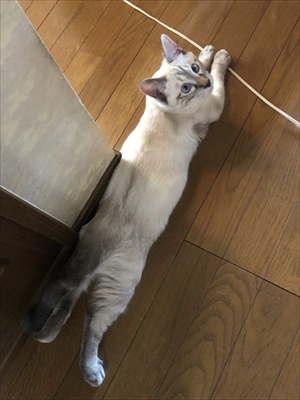 猫の空くん