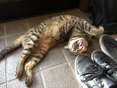 猫の空くん