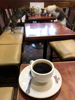 隣の席が猫ちゃん