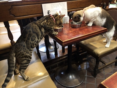 隣の席が猫ちゃん