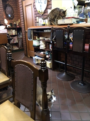 隣の席が猫ちゃん