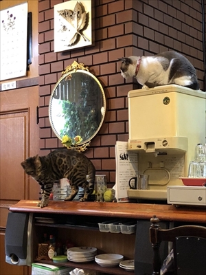 隣の席が猫ちゃん