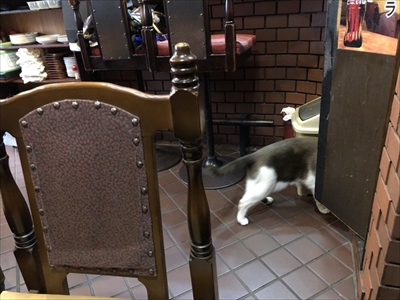 隣の席が猫ちゃん