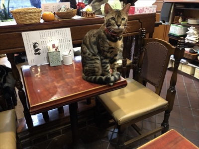 隣の席が猫ちゃん