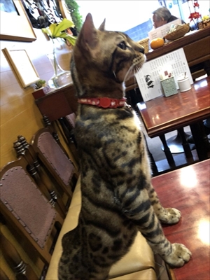 隣の席が猫ちゃん