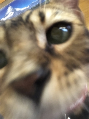 隣の席が猫ちゃん