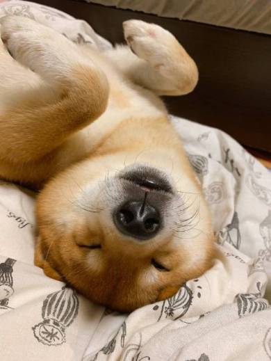 ストーブ待ち こたろうくん