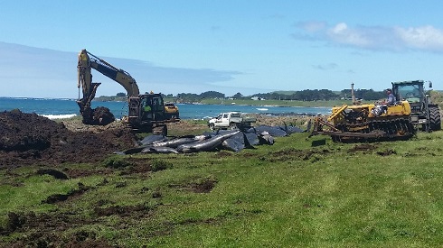 ニュージーランド クジラ座礁