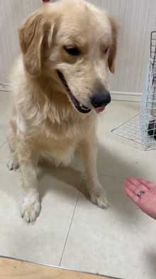 犬 お手 おかわり 伏せ 軍隊 動き 速い