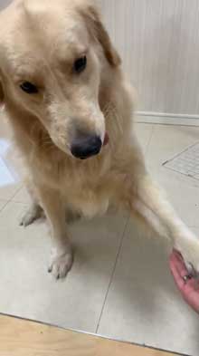 犬 お手 おかわり 伏せ 軍隊 動き 速い