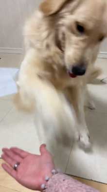 犬 お手 おかわり 伏せ 軍隊 動き 速い