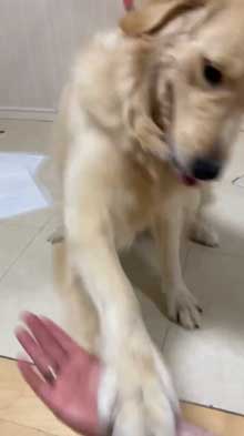 犬 お手 おかわり 伏せ 軍隊 動き 速い