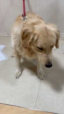 犬 お手 おかわり 伏せ 軍隊 動き 速い