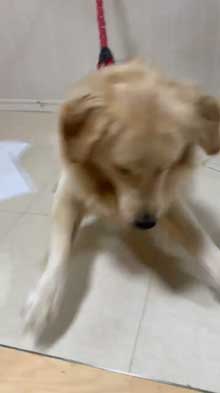 犬 お手 おかわり 伏せ 軍隊 動き 速い