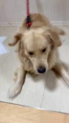 犬 お手 おかわり 伏せ 軍隊 動き 速い