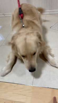 犬 お手 おかわり 伏せ 軍隊 動き 速い