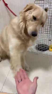 犬 お手 おかわり 伏せ 軍隊 動き 速い