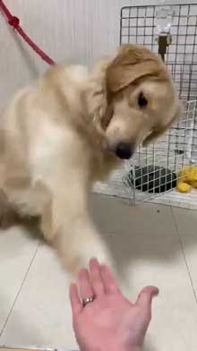 犬 お手 おかわり 伏せ 軍隊 動き 速い