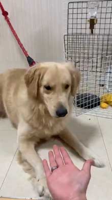 犬 お手 おかわり 伏せ 軍隊 動き 速い