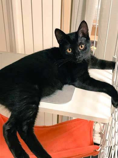 犬 お手 おかわり 伏せ 軍隊 動き 速い