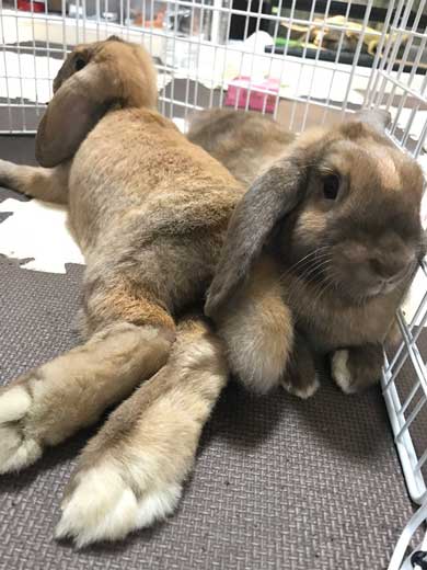 犬 お手 おかわり 伏せ 軍隊 動き 速い