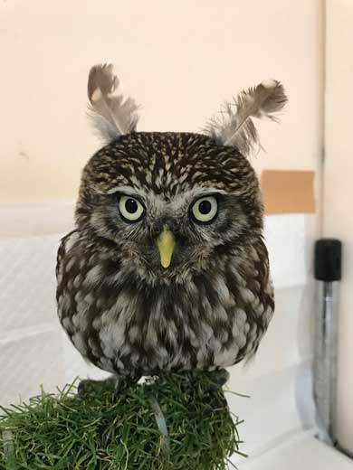 犬 お手 おかわり 伏せ 軍隊 動き 速い