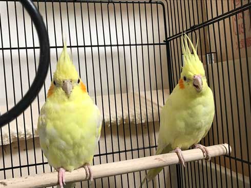 犬 お手 おかわり 伏せ 軍隊 動き 速い