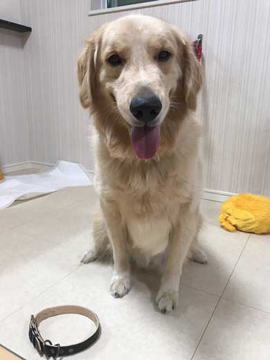 犬 お手 おかわり 伏せ 軍隊 動き 速い