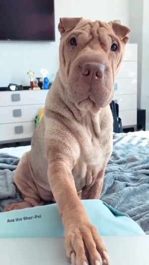 嫉妬しちゃうワンコ