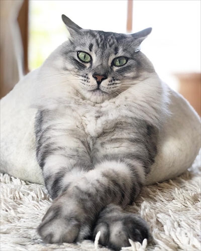 ベッドと同化する猫ちゃん