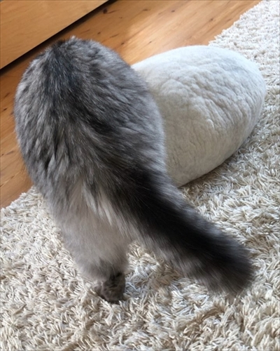 ベッドと同化する猫ちゃん