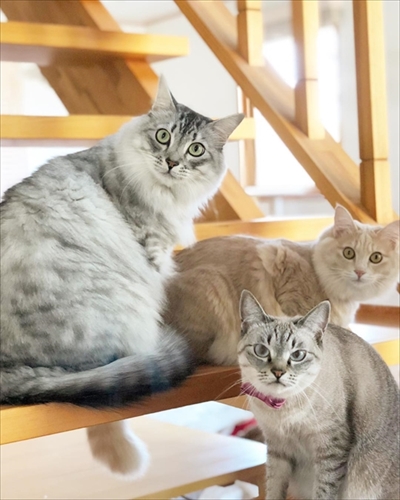 ベッドと同化する猫ちゃん